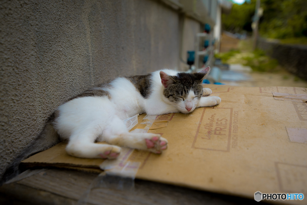 竹富島、猫