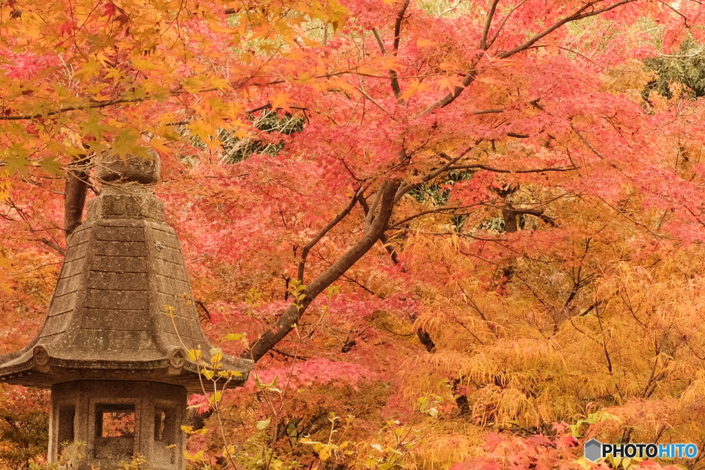 紅葉