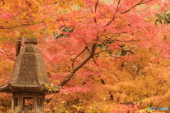 紅葉