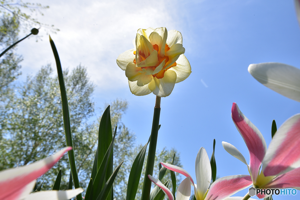 花