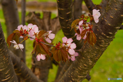 sakura