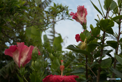 hibiscus