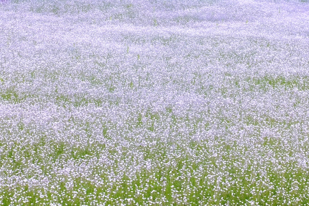 花畑②