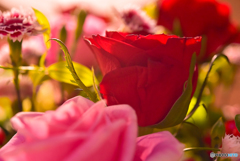 薔薇