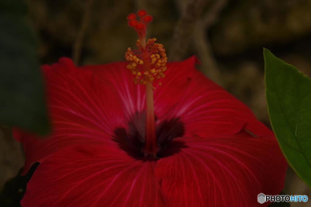 hibiscus
