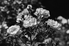 DSC_0132 (2)