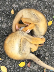 じごくぐるま