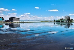 晴れた日の水田