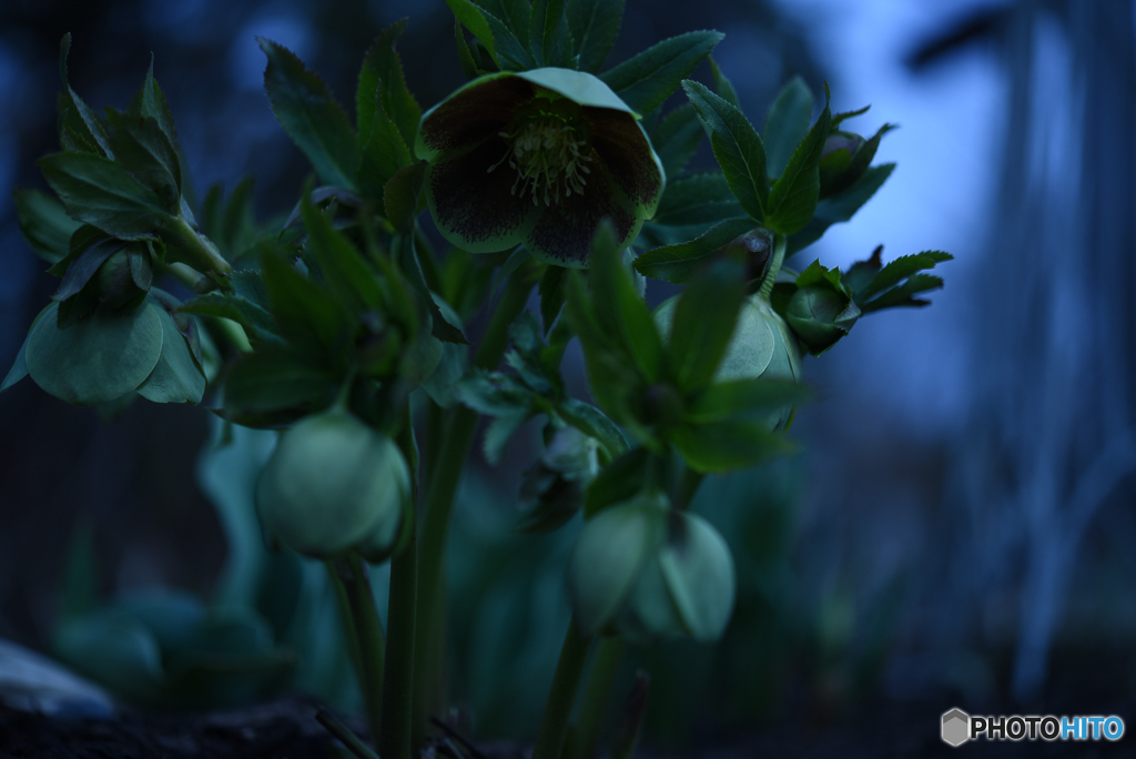 Christmas rose