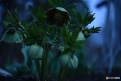 Christmas rose