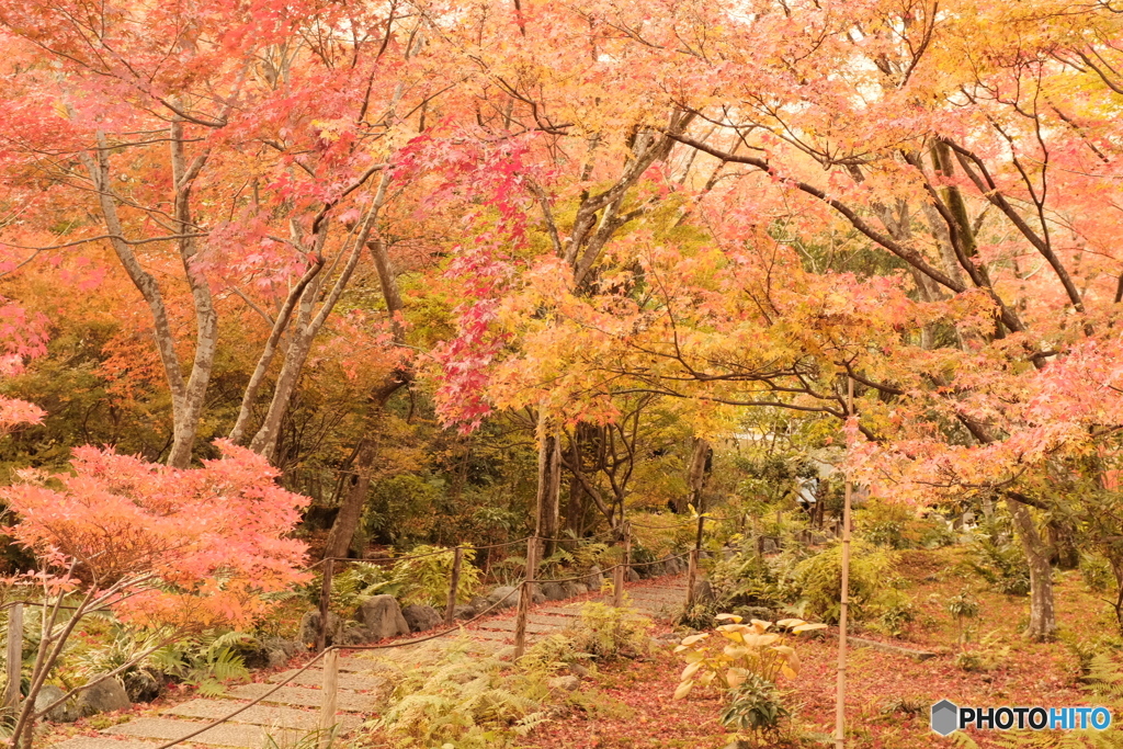 紅葉