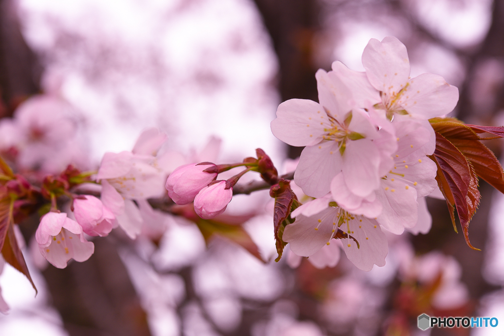 sakura