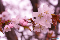 sakura