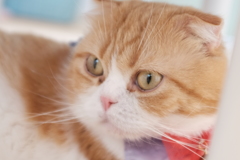猫カフェ③