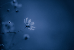 blue