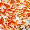 金魚すくい