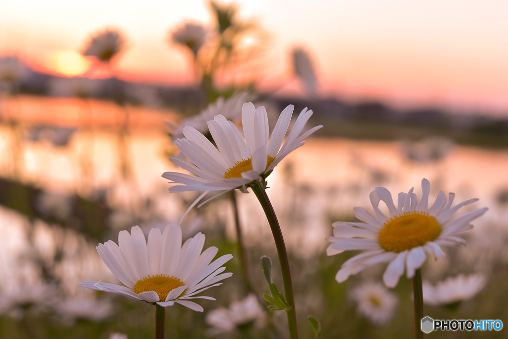 夕暮れと花