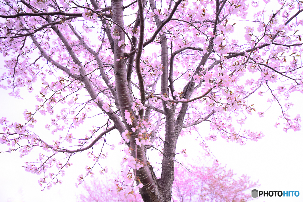 sakura