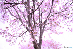sakura