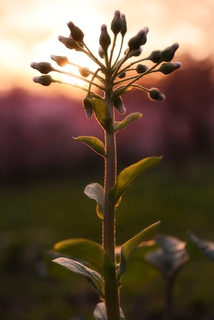 花