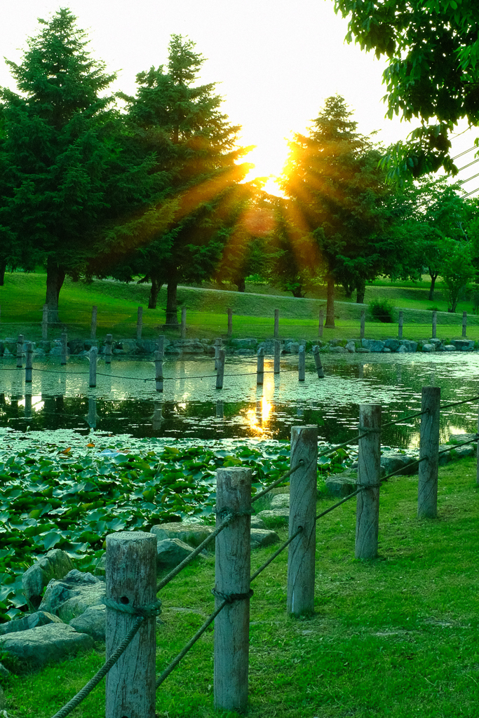 公園の池