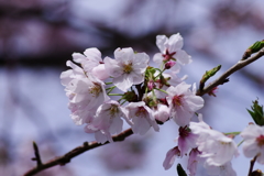 精一杯咲きました