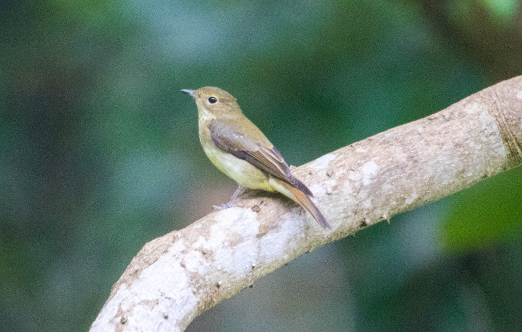麦播きの頃に⑵