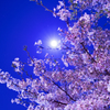 夜桜