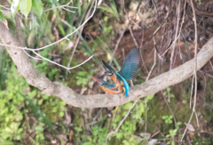 春ですね！　２