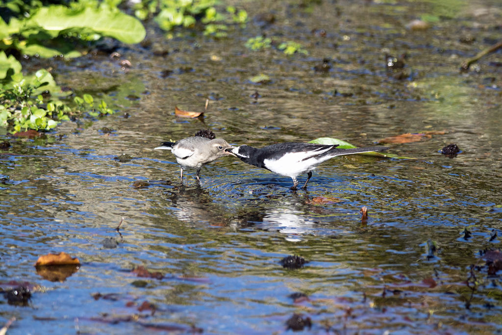 セグロセキレイ　給餌