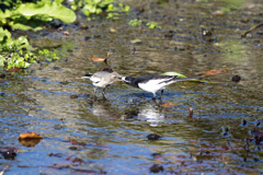 セグロセキレイ　給餌