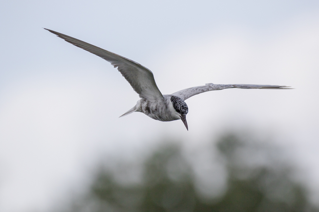 セグロアジサシ