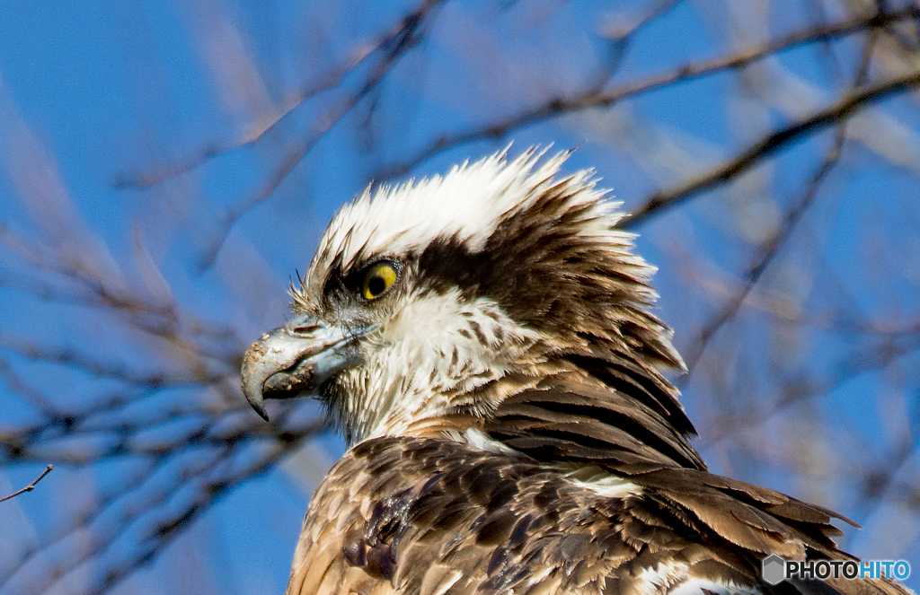 キリリ！とミサゴ