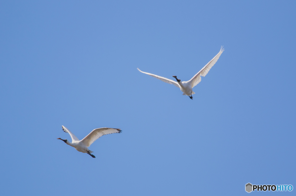 クロツラヘラサギの飛翔