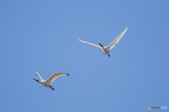 クロツラヘラサギの飛翔