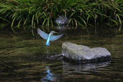 カワセミ　飛び出し