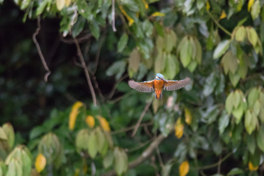 カワセミ　ホバリング