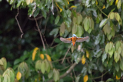カワセミ　ホバリング