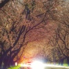 桜のトンネル