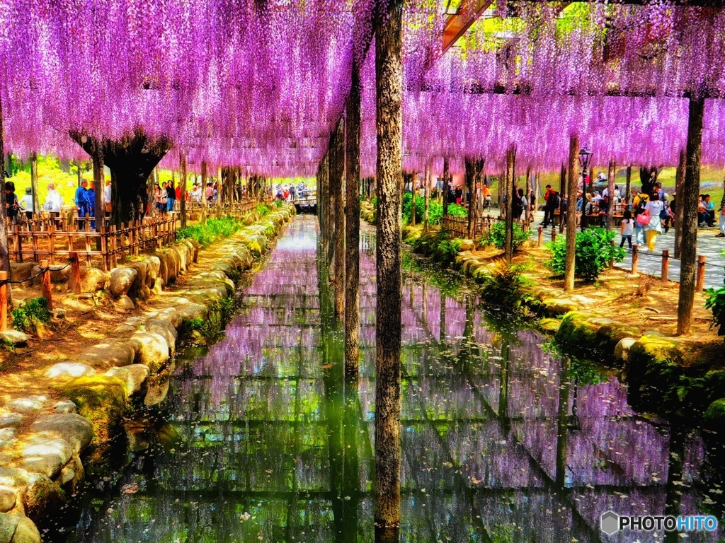 藤のカーテン