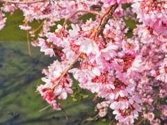 春探し2