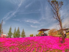 芝桜
