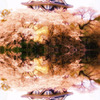 桜に浮かぶ城