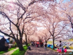 桜トンネル