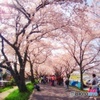 桜トンネル