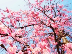 春探し