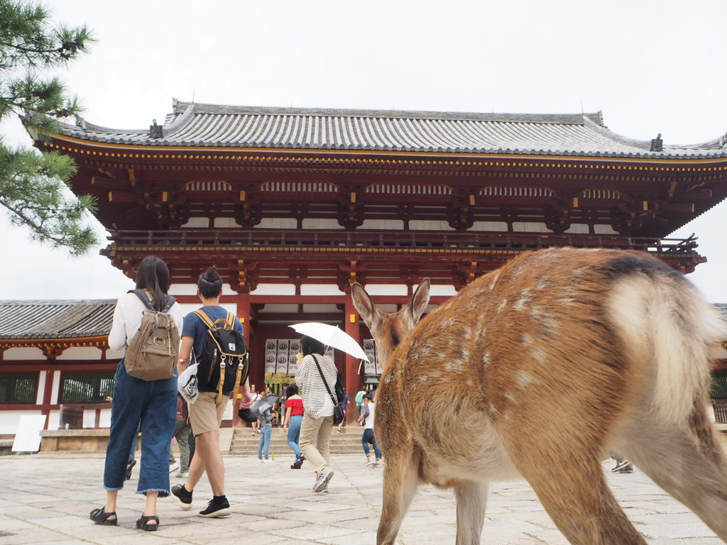 鹿の目線から