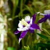 この花の名前は何でしょうか。