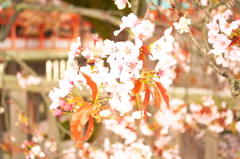 葉桜