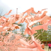 桜みくじ